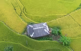 Mùa vàng Hoàng Su Phì qua ống kính flycam